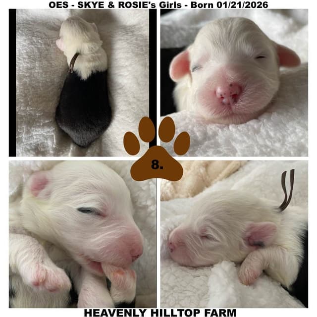 Old English Sheepdog Puppies media 10