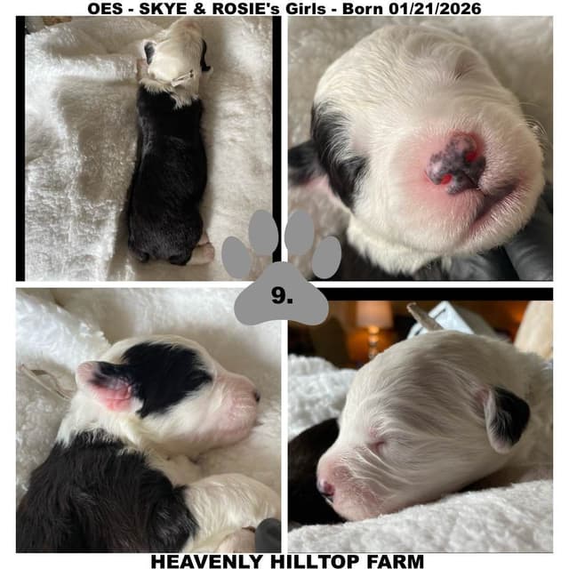 Old English Sheepdog Puppies media 11