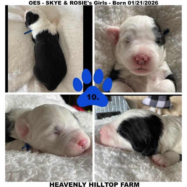 Old English Sheepdog Puppies media 12