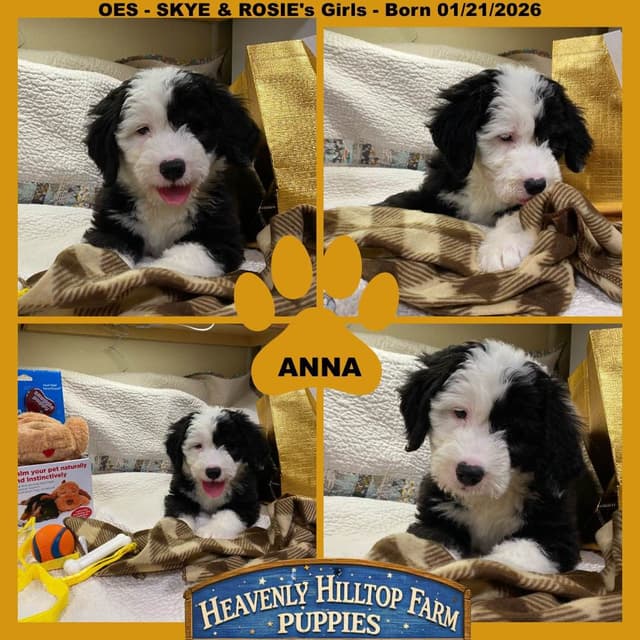 Old English Sheepdog Puppies media 16