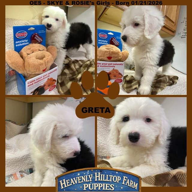 Old English Sheepdog Puppies media 17