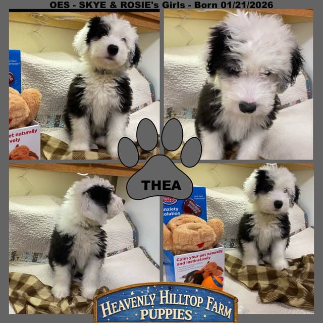 Old English Sheepdog Puppies media 18