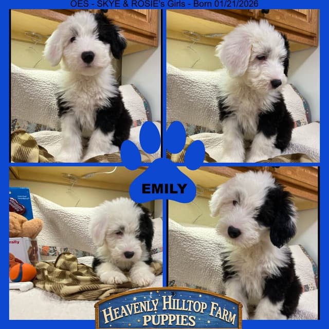 Old English Sheepdog Puppies media 19