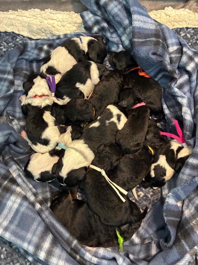 Poodle Puppies media 2