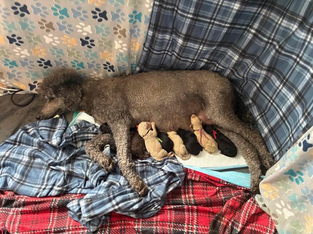 Poodle Puppies media 2
