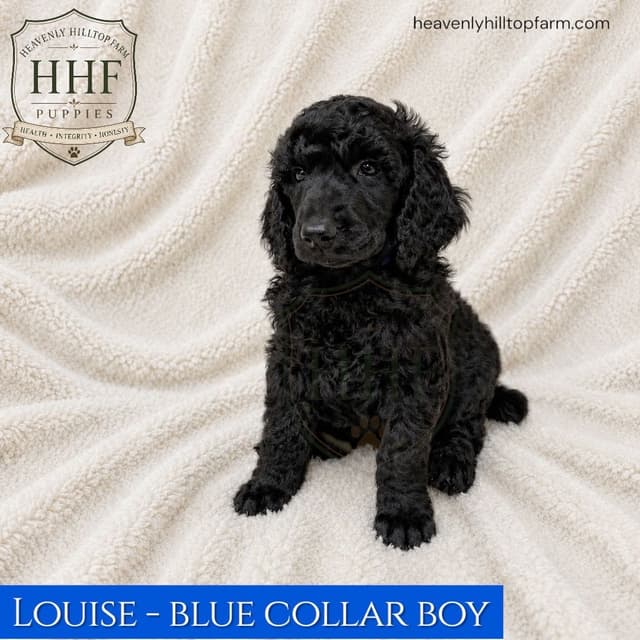 Poodle Puppies media 3