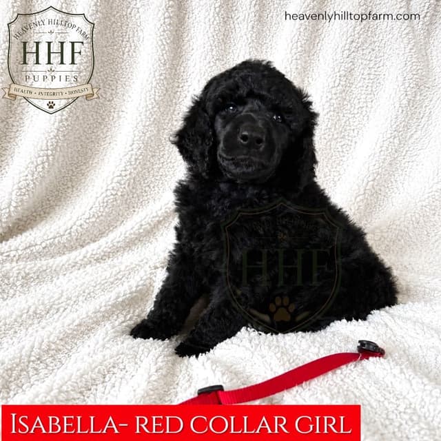 Poodle Puppies media 5