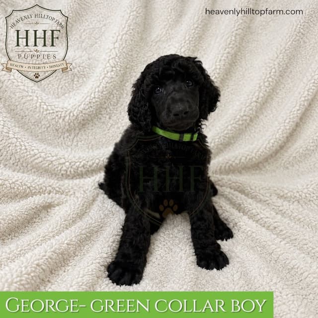 Poodle Puppies media 7