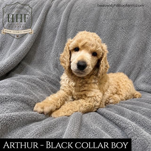 Poodle Puppies media 9