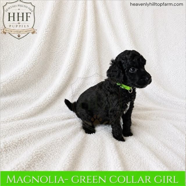 Poodle Puppies media 3