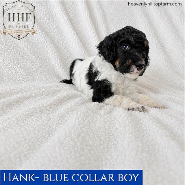 Poodle Puppies media 4