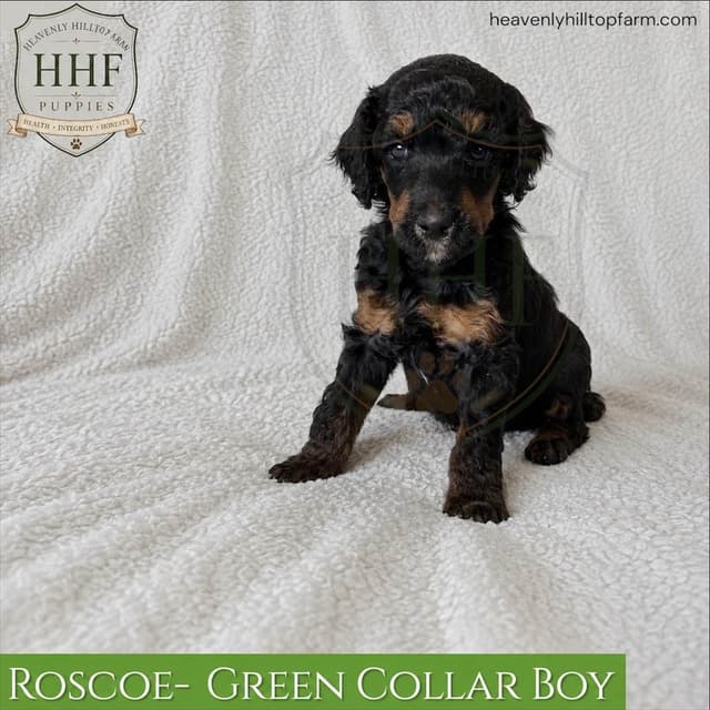 Poodle Puppies media 6
