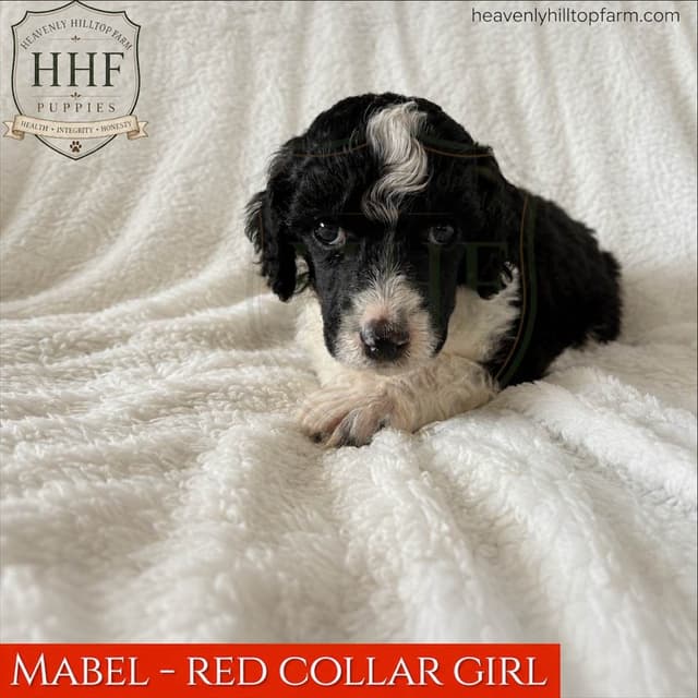 Poodle Puppies media 7