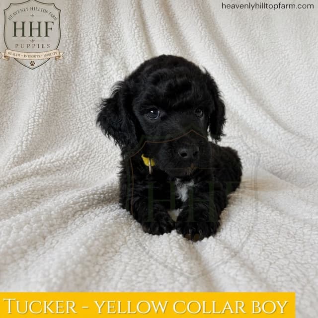 Poodle Puppies media 9