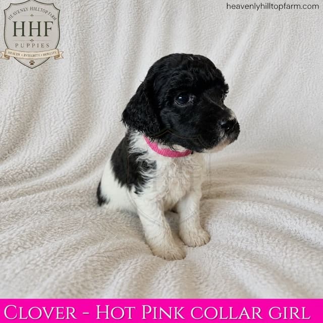 Poodle Puppies media 10