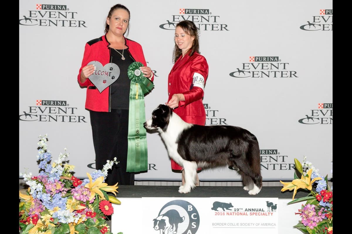 Border Collie Puppies breeder image 2