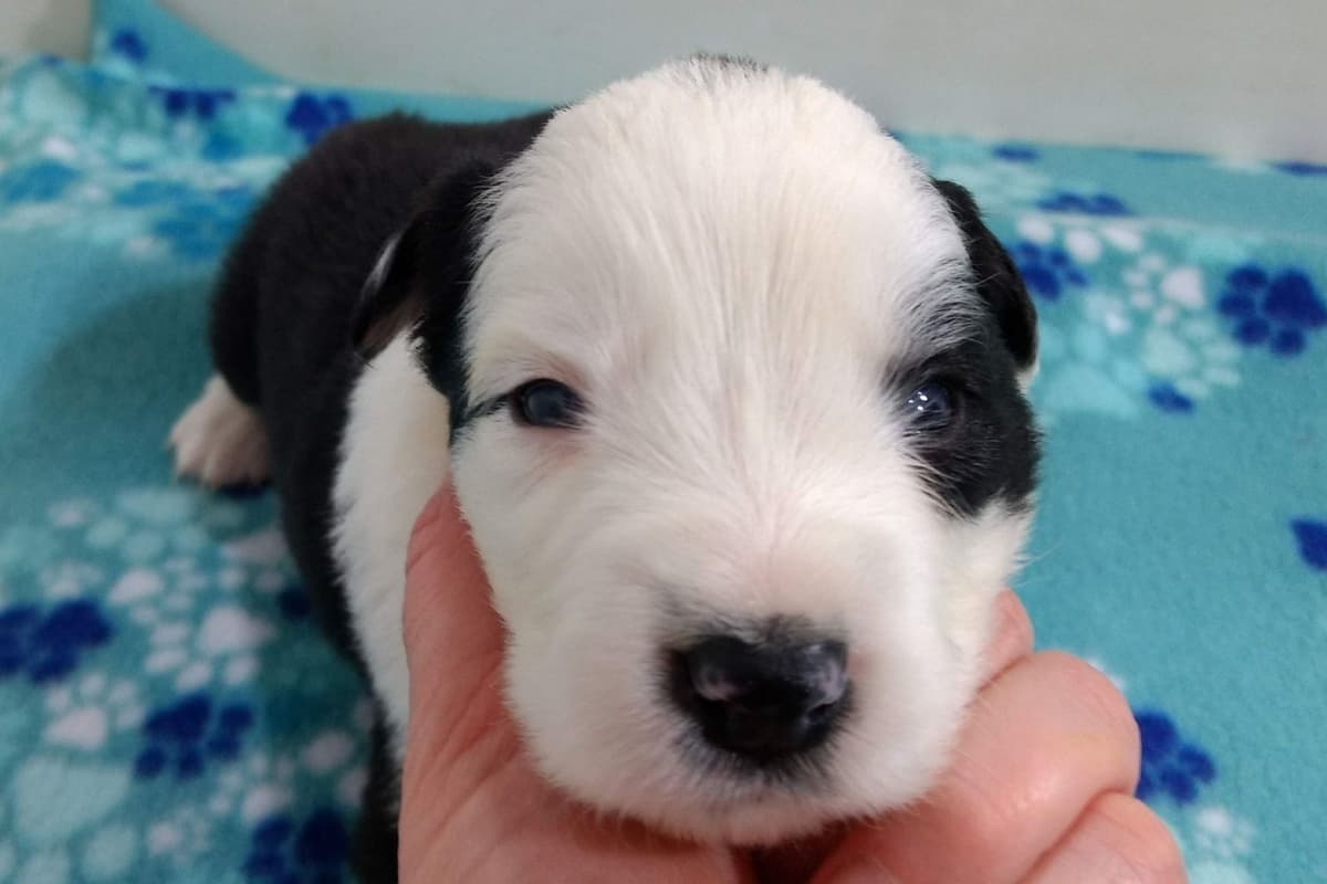 Border Collie Puppies breeder image 5