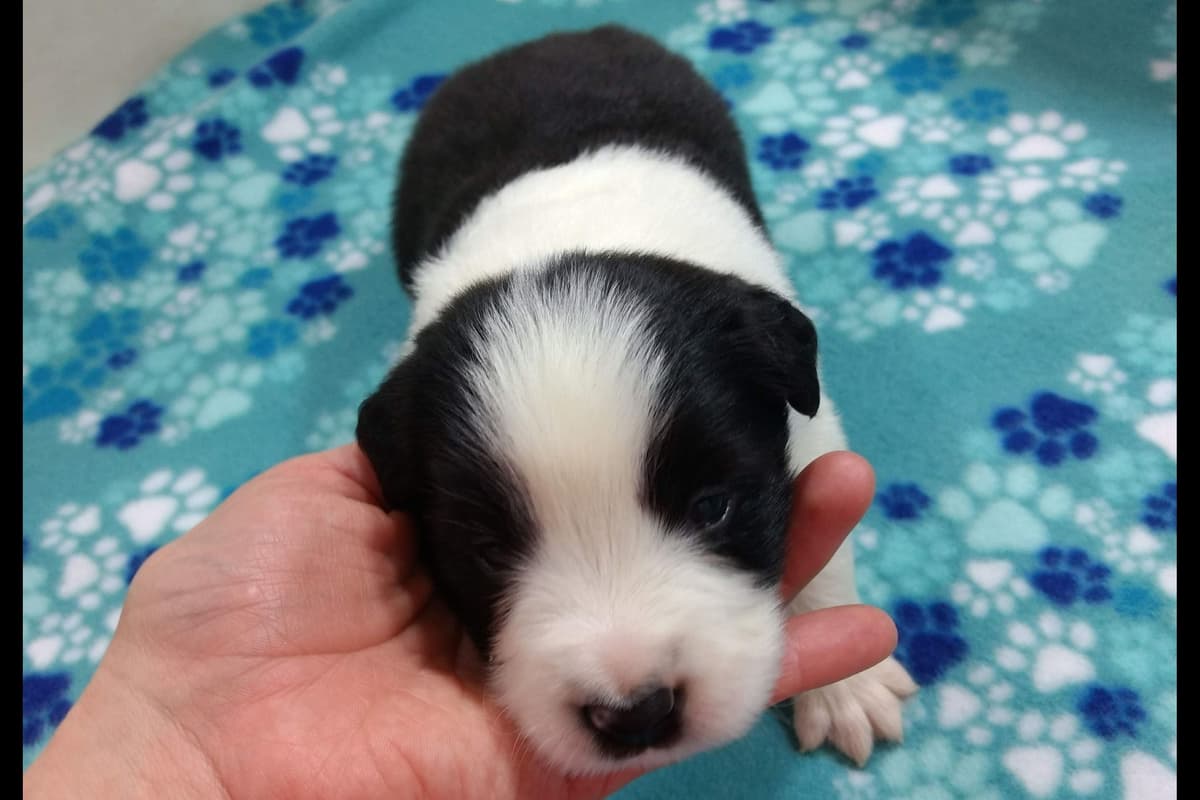 Border Collie Puppies breeder image 6