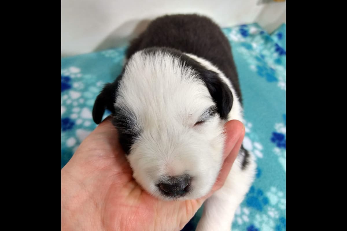 Border Collie Puppies breeder image 8