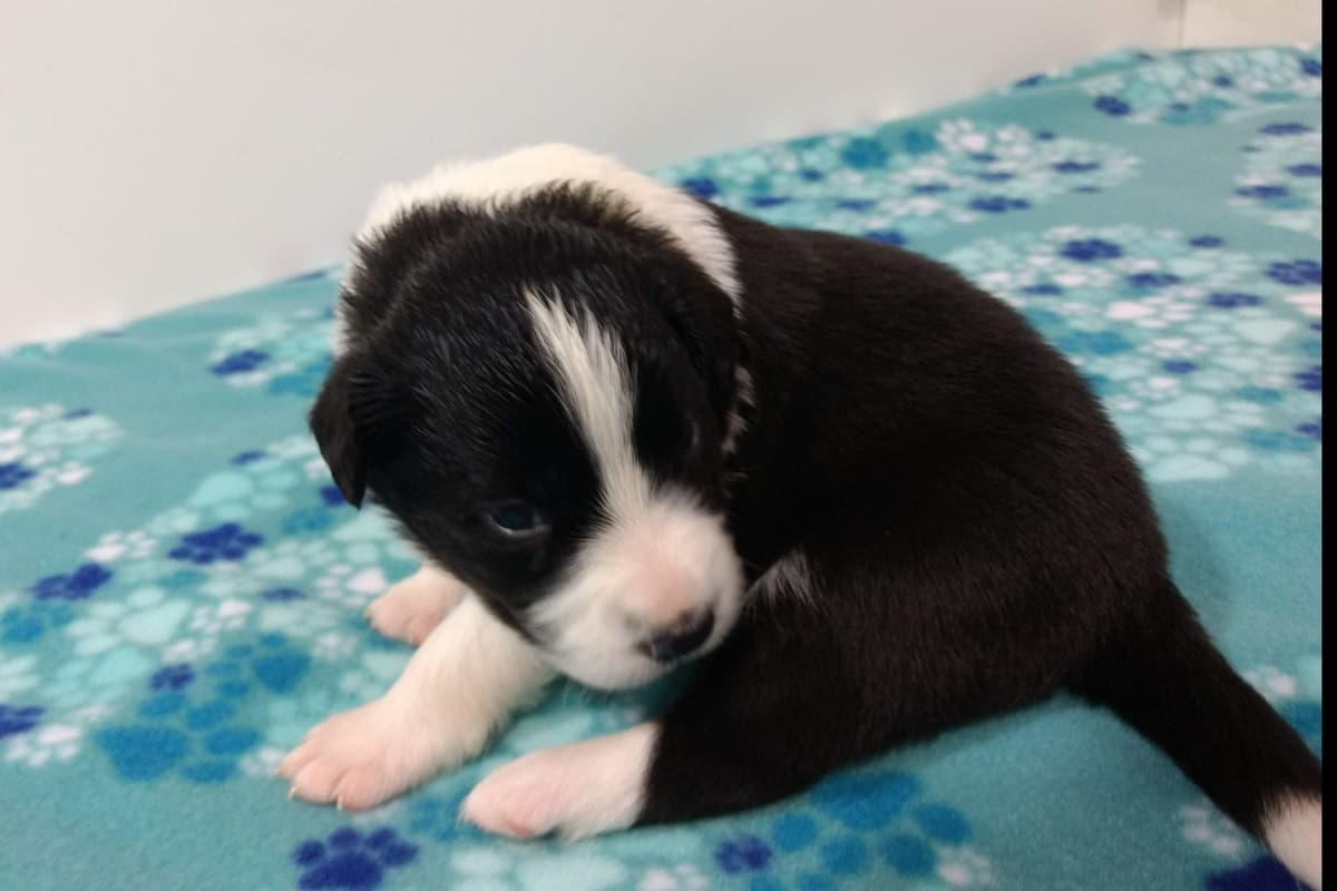 Border Collie Puppies breeder image 9