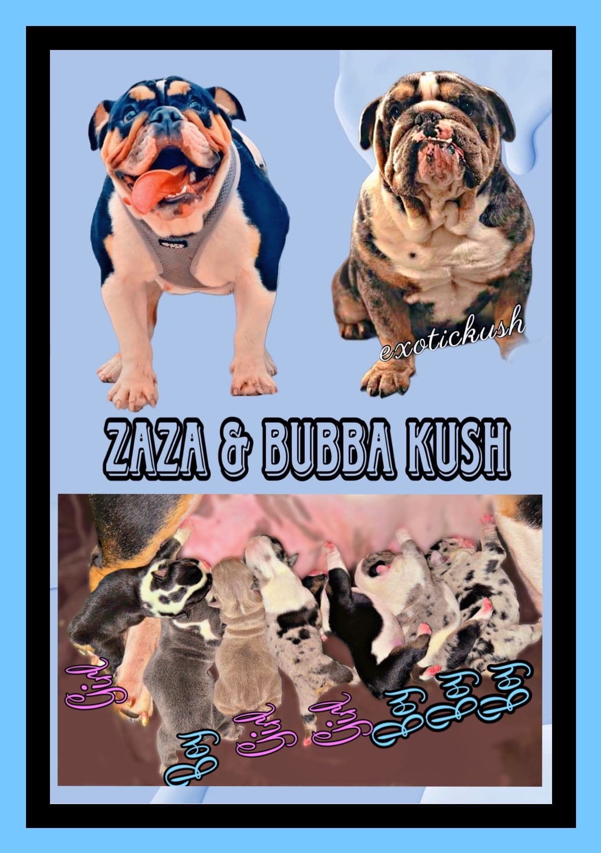 Bulldog Puppies breeder image 3