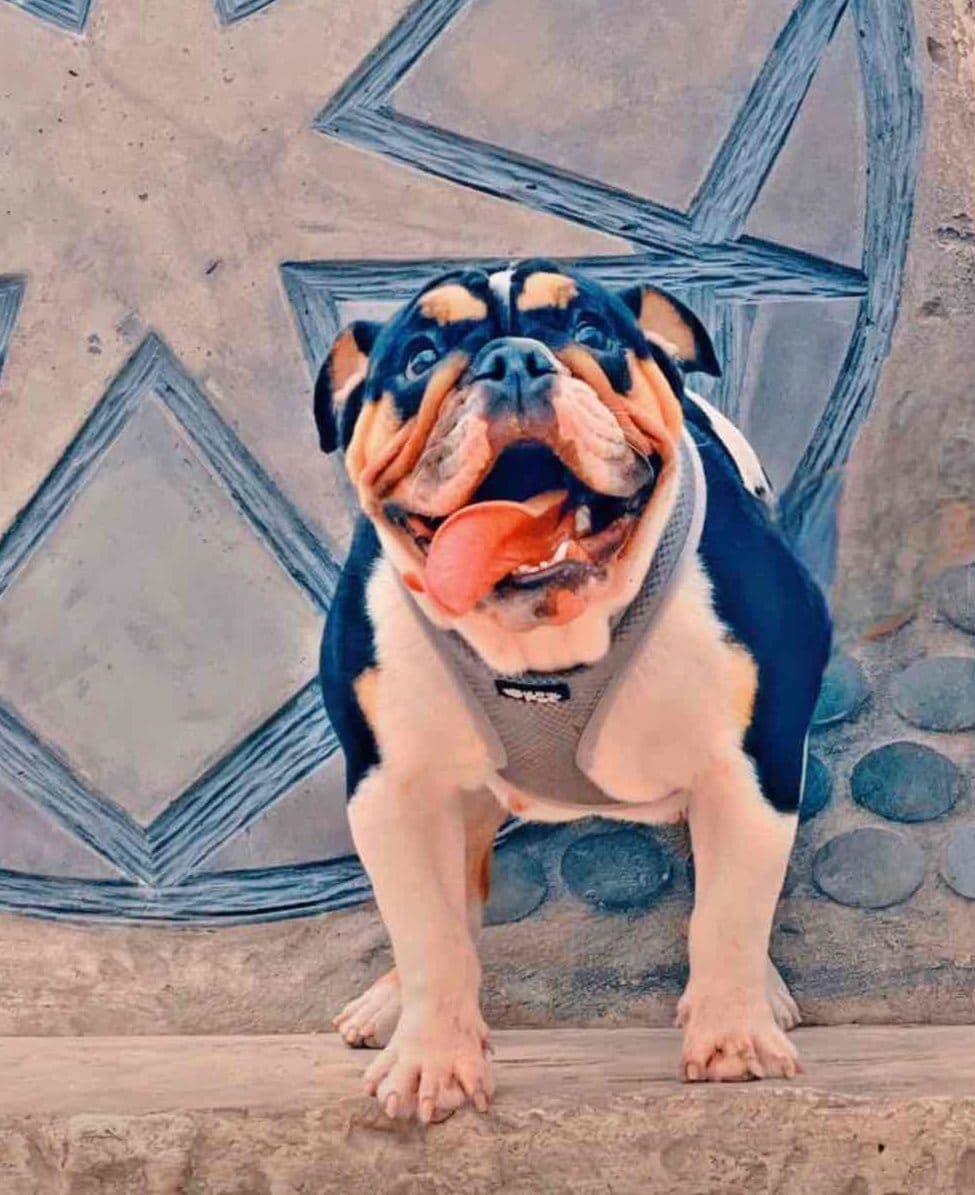 Bulldog Puppies breeder image 1