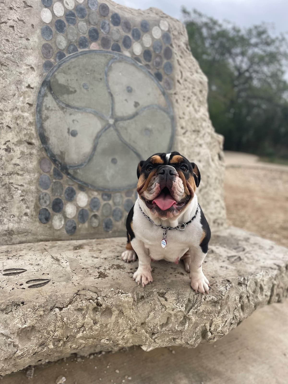 Bulldog Puppies breeder image 6