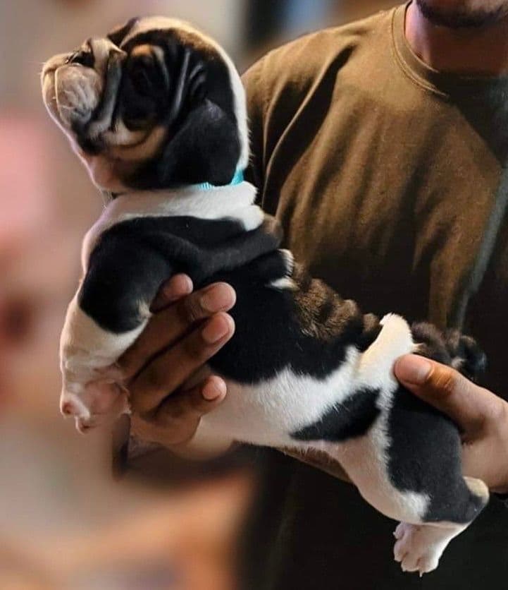 Bulldog Puppies breeder image 8