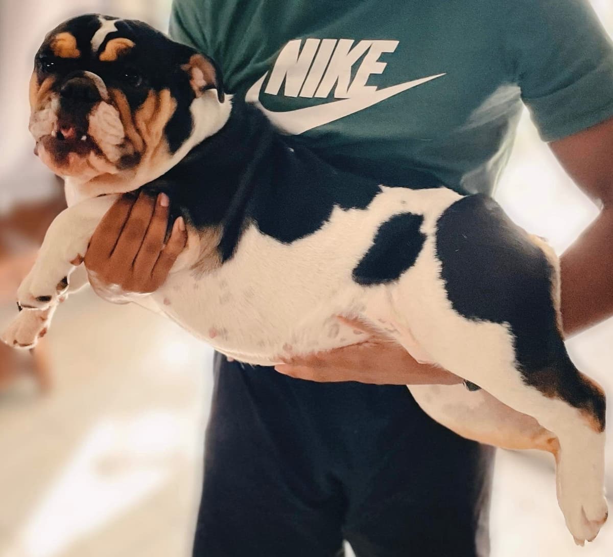 Bulldog Puppies breeder image 9