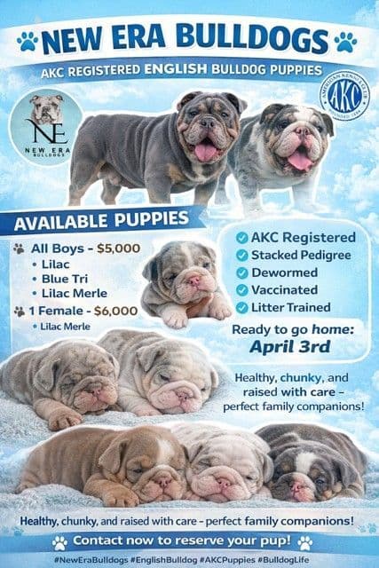 Bulldog Puppies media 2