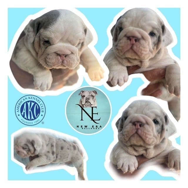 Bulldog Puppies media 3