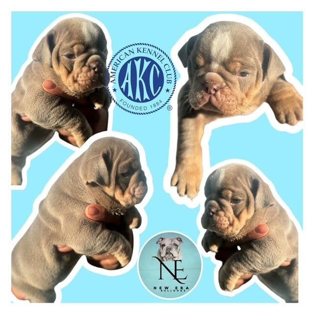 Bulldog Puppies media 4