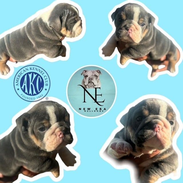 Bulldog Puppies media 5