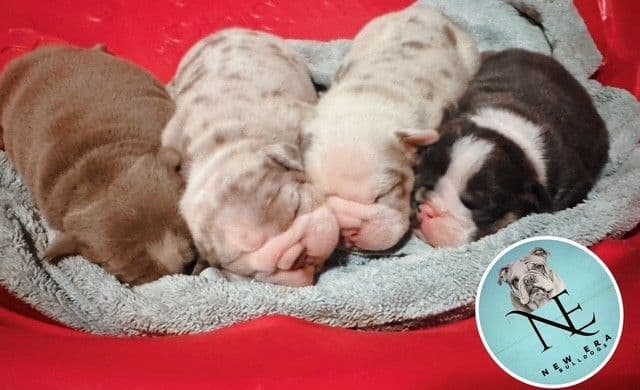 Bulldog Puppies media 6