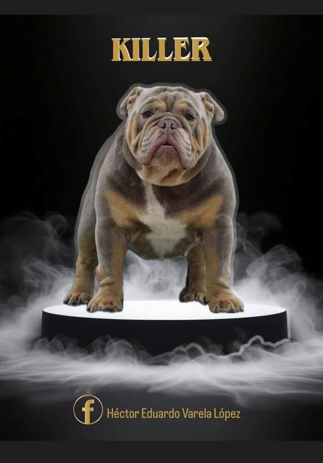 Bulldog Puppies media 7
