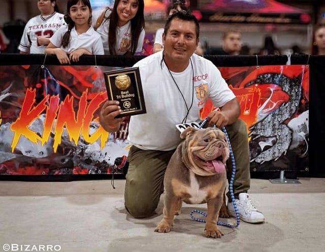 Bulldog Puppies media 8