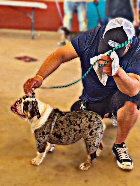Bulldog Puppies media 9