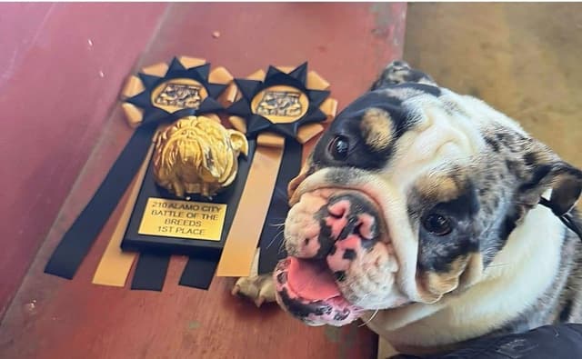 Bulldog Puppies media 10