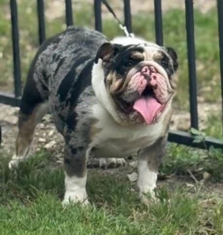Bulldog Puppies media 12