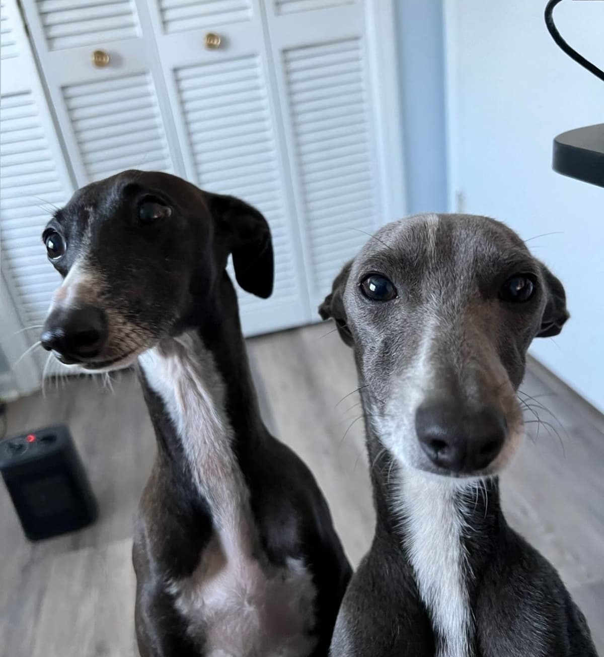 Tiny Italian Greyhound Puppy breeder image 2