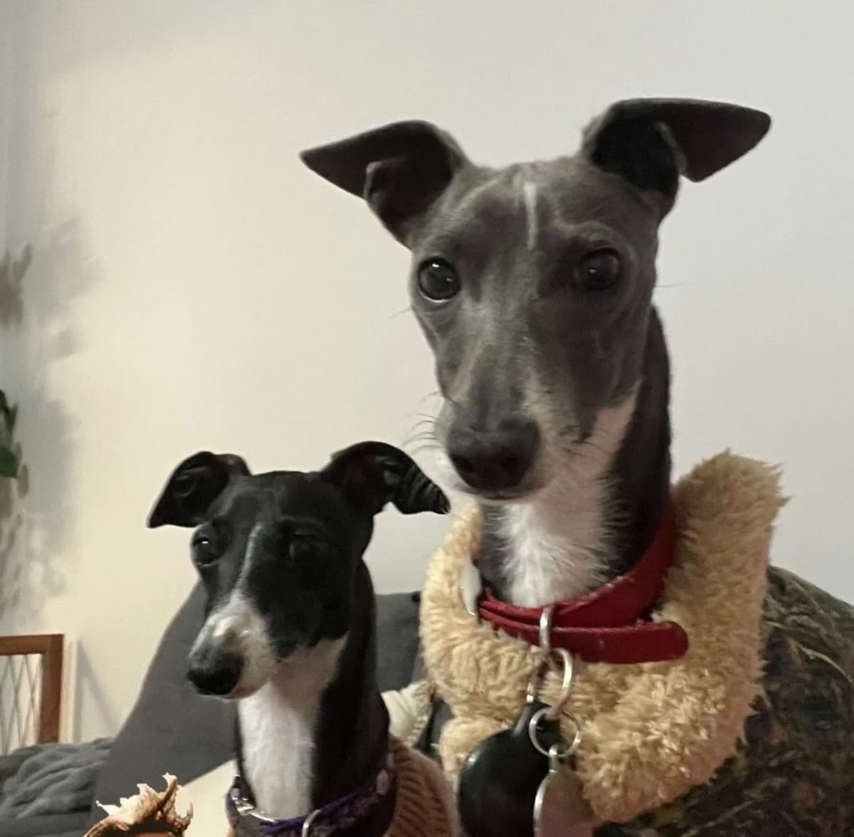 Tiny Italian Greyhound Puppy breeder image 1