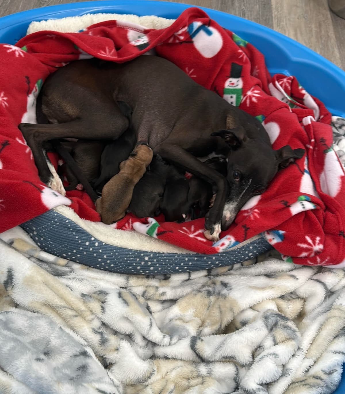 Tiny Italian Greyhound Puppy breeder image 3