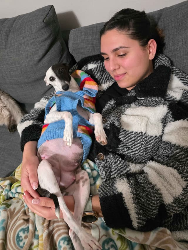 Tiny Italian Greyhound Puppy media 5