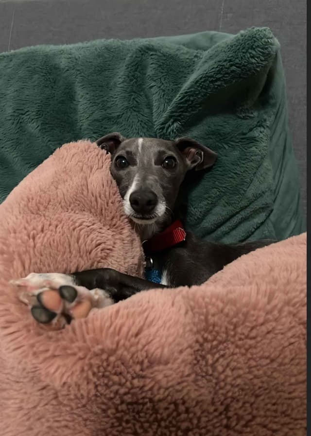 Tiny Italian Greyhound Puppy media 4