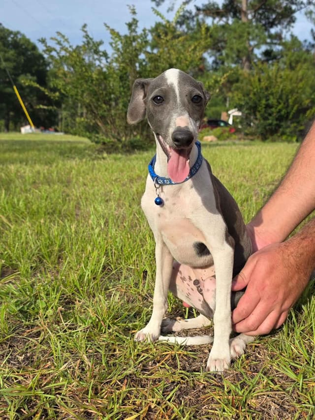 Tiny Italian Greyhound Puppy media 2