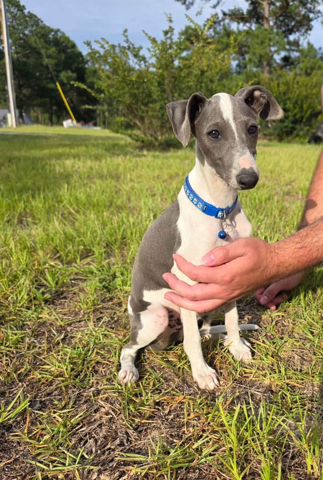 Tiny Italian Greyhound Puppy media 3