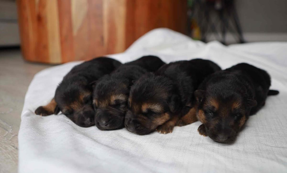 Black and Red German Shepherd Dog Puppies breeder image 1