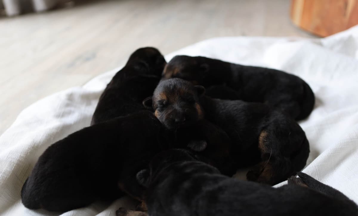 Black and Red German Shepherd Dog Puppies breeder image 3