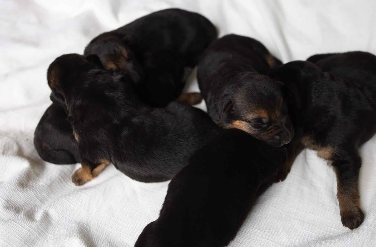Black and Red German Shepherd Dog Puppies breeder image 4