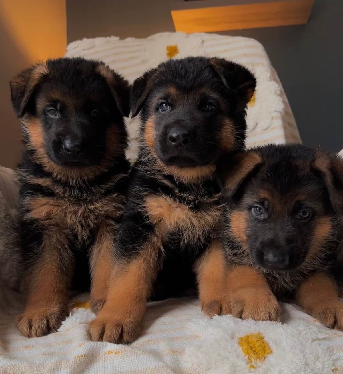 Black and Red German Shepherd Dog Puppies breeder image 5